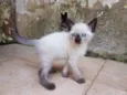 Limão