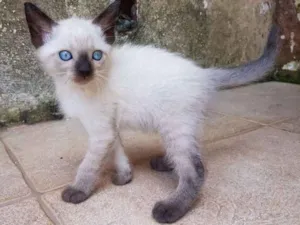 Gato raça SRD idade 2 a 6 meses nome Limão