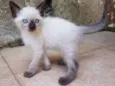 Limão