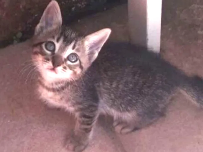 Gato ra a SRD idade 2 a 6 meses nome Caju