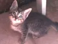 Caju