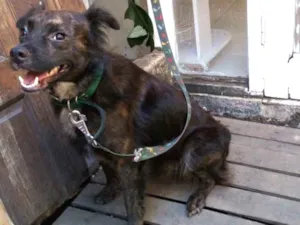 Cachorro raça Vira lata idade 3 anos nome Bob