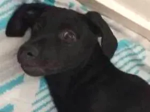 Cachorro raça Indefinido idade 7 a 11 meses nome Pretinha