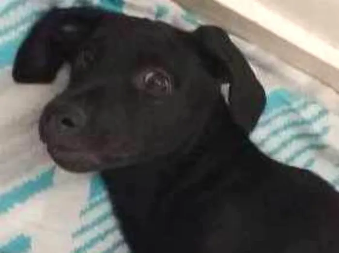 Cachorro ra a Indefinido idade 7 a 11 meses nome Pretinha