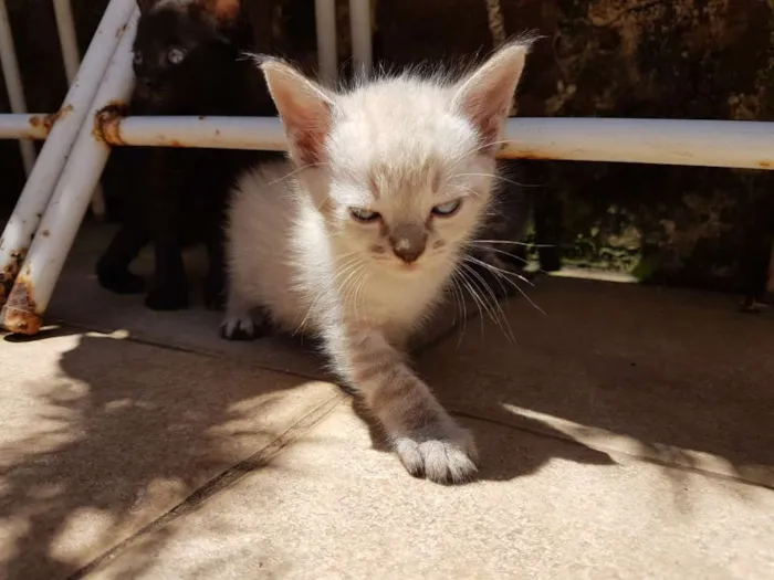 Cachorro ra a SRD idade 2 a 6 meses nome Morango