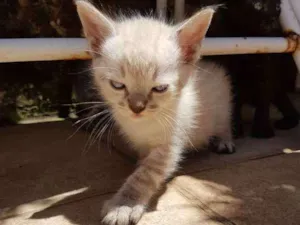 Cachorro raça SRD idade 2 a 6 meses nome Morango