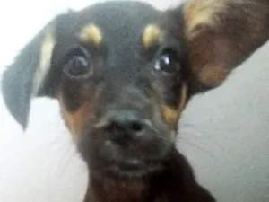 Cachorro raça Misturada idade 2 a 6 meses nome Isa