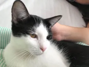 Gato raça SRD idade 2 a 6 meses nome Marge