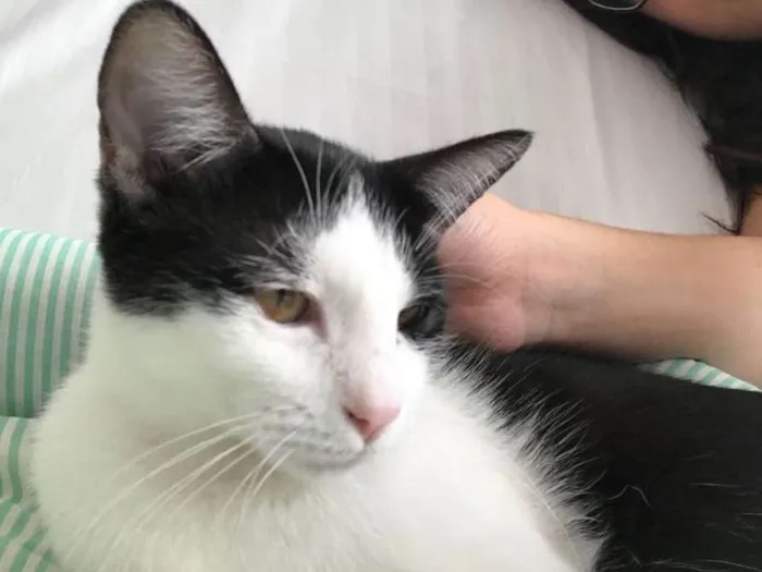 Gato ra a SRD idade 2 a 6 meses nome Marge