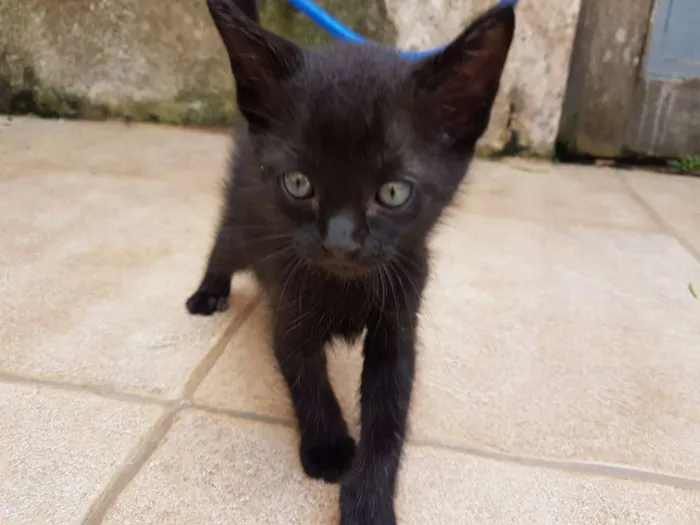 Gato ra a SRD idade 2 a 6 meses nome Pitanga