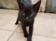 Pitanga