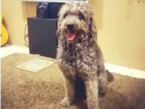 Cachorro raça Poodle idade 3 anos nome Luke
