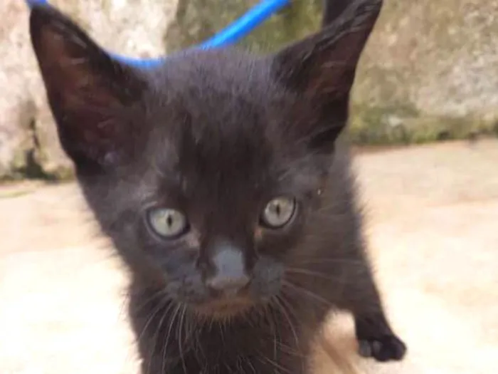 Gato ra a SRD idade 2 a 6 meses nome Pitanga