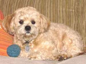 Cachorro raça Lhasa Apso idade 6 ou mais anos nome Bento