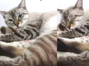 Cachorro raça Vira lata idade 2 anos nome Alice