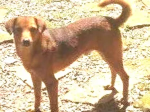 Cachorro raça Sem raça definida idade 2 a 6 meses nome Tonico e Tinoco