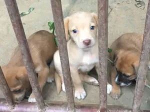 Cachorro raça Não definida  idade 2 a 6 meses nome Sem nome