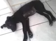 neguinha