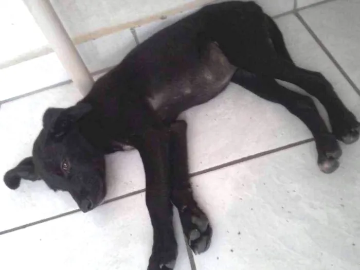 Cachorro ra a indefinida idade 2 a 6 meses nome neguinha