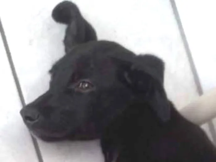 Cachorro ra a indefinida idade 2 a 6 meses nome neguinha