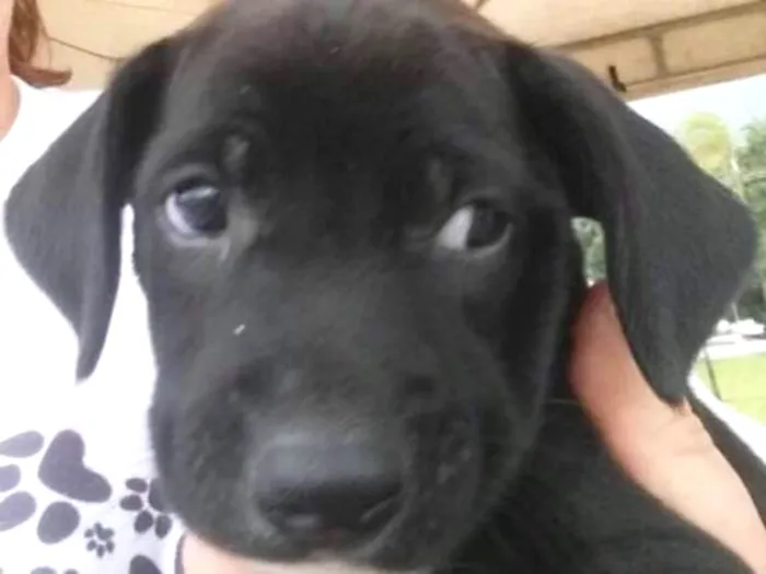 Cachorro ra a SRD idade 2 a 6 meses nome Sem nome 
