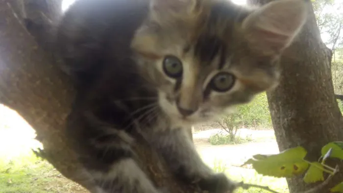 Gato ra a Sdr idade 2 a 6 meses nome Bolinha