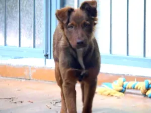 Cachorro raça  idade 1 ano nome ROSA