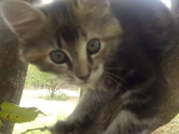 Gato ra a Sdr idade 2 a 6 meses nome Bolinha