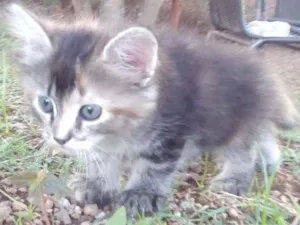 Gato raça Sdr idade 2 a 6 meses nome Bolinha