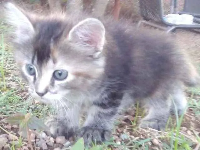 Gato ra a Sdr idade 2 a 6 meses nome Bolinha
