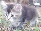 Gato raça Sdr idade 2 a 6 meses nome Bolinha