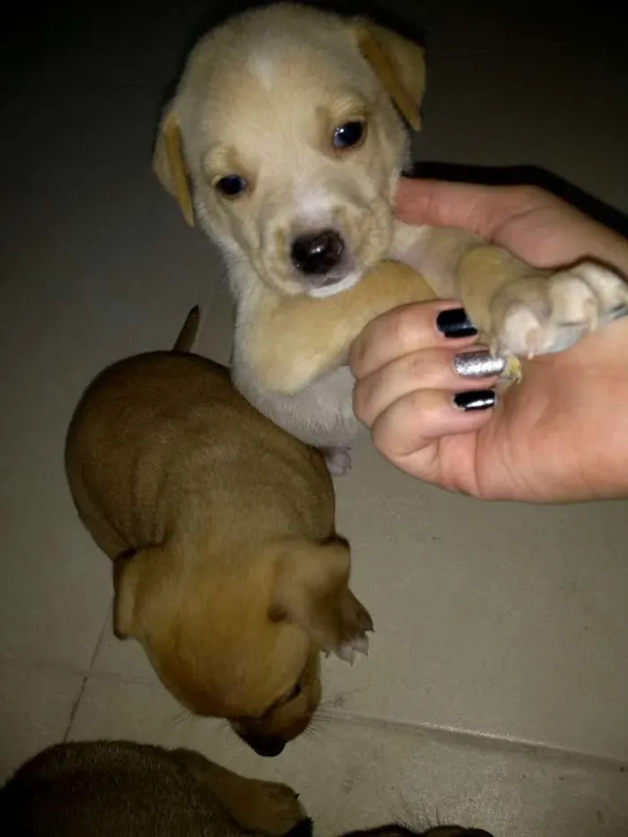 Cachorro ra a Vira lata idade 2 a 6 meses nome Sem