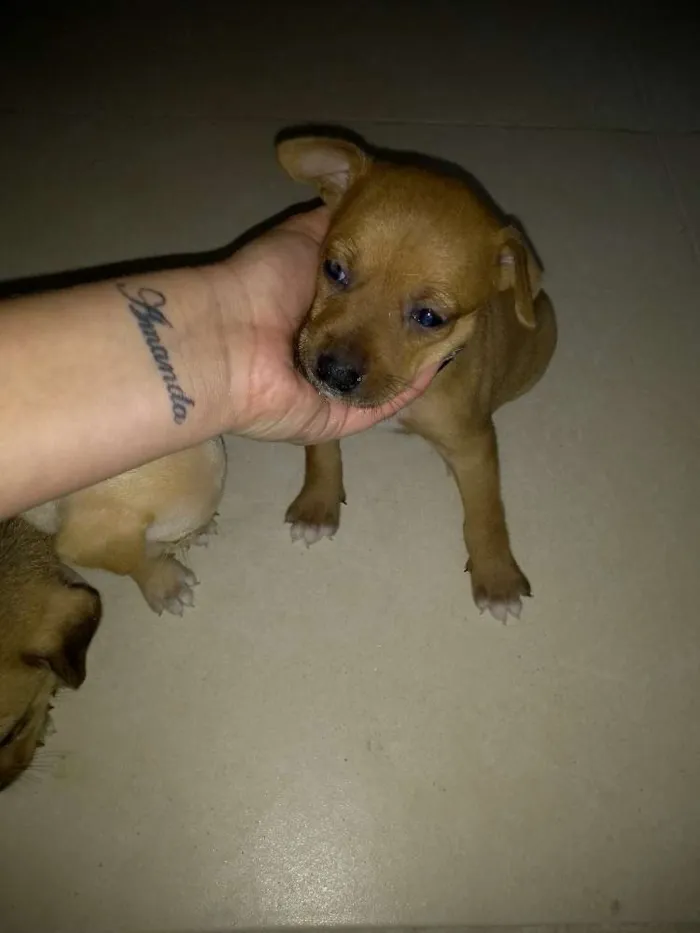 Cachorro ra a Vira lata idade 2 a 6 meses nome Sem