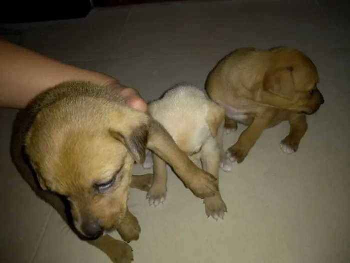 Cachorro ra a Vira lata idade 2 a 6 meses nome Sem