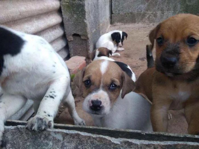 Cachorro raça Raça sem definição idade 2 a 6 meses nome Sem nomes