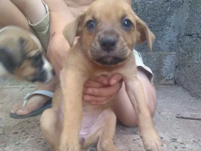 Cachorro raça Raça sem definição idade 2 a 6 meses nome Sem nomes