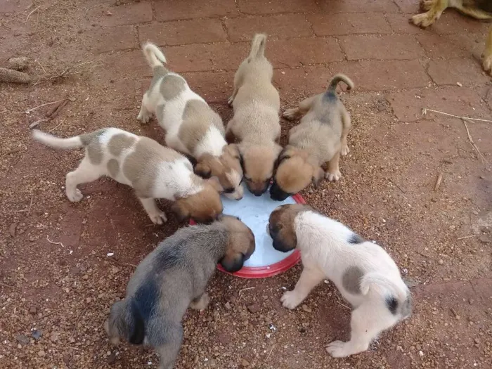 Cachorro ra a  idade 2 a 6 meses nome sem nome