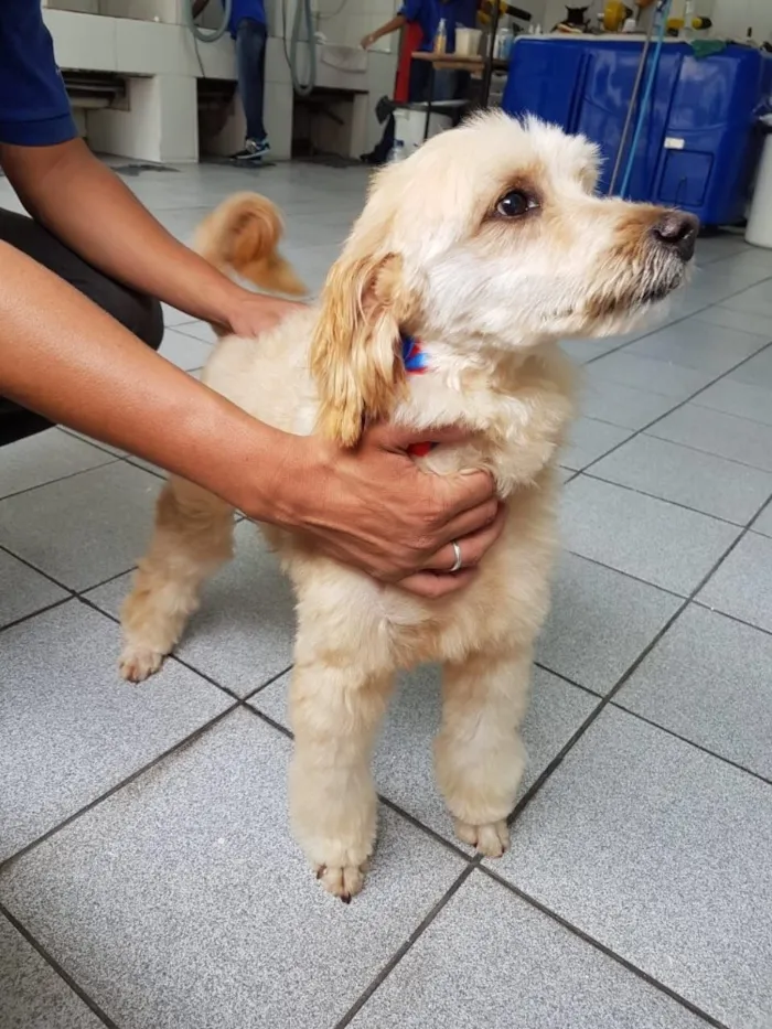Cachorro ra a Poodle idade 3 anos nome Sheik