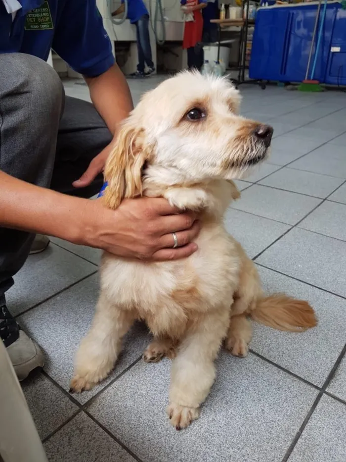 Cachorro ra a Poodle idade 3 anos nome Sheik