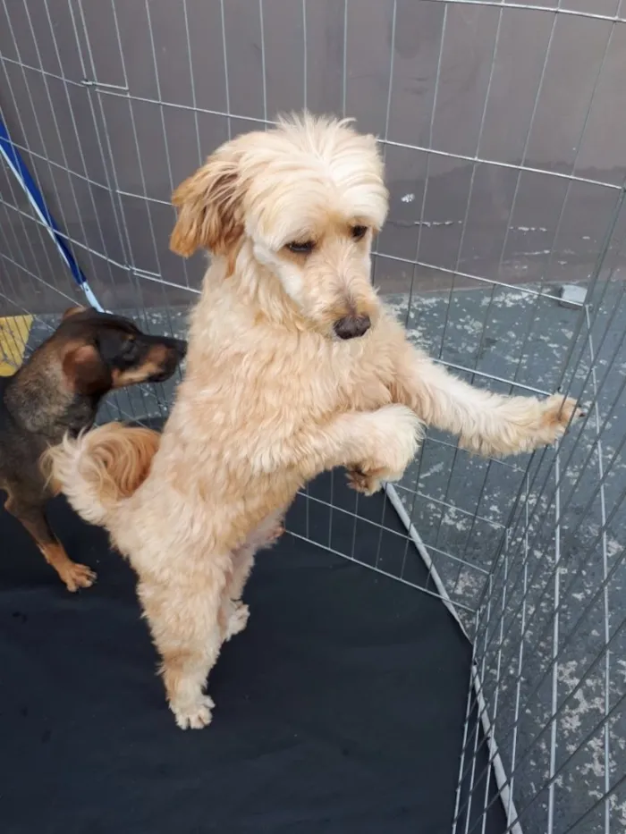 Cachorro ra a Poodle idade 3 anos nome Sheik