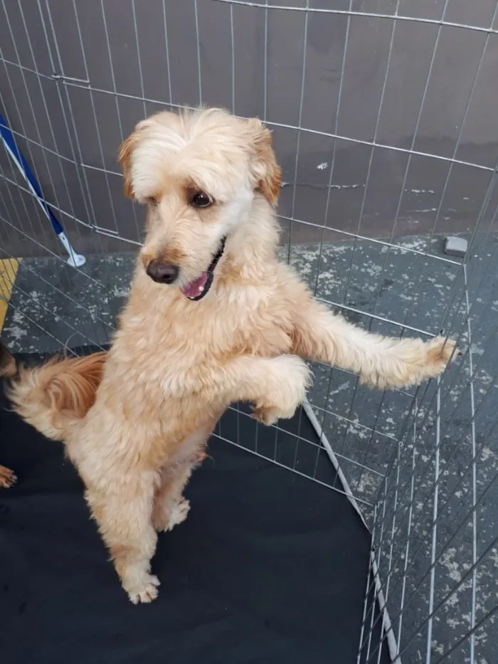 Cachorro ra a Poodle idade 3 anos nome Sheik