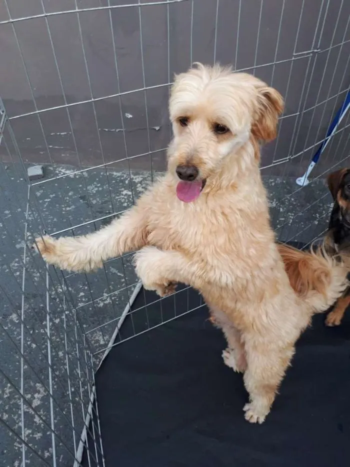 Cachorro ra a Poodle idade 3 anos nome Sheik