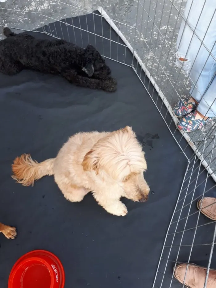 Cachorro ra a Poodle idade 3 anos nome Sheik
