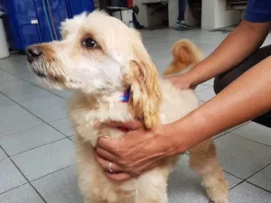 Cachorro raça Poodle idade 3 anos nome Sheik