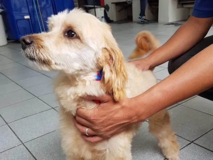 Cachorro ra a Poodle idade 3 anos nome Sheik