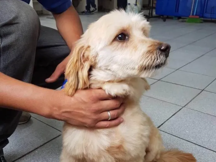 Cachorro ra a Poodle idade 3 anos nome Sheik