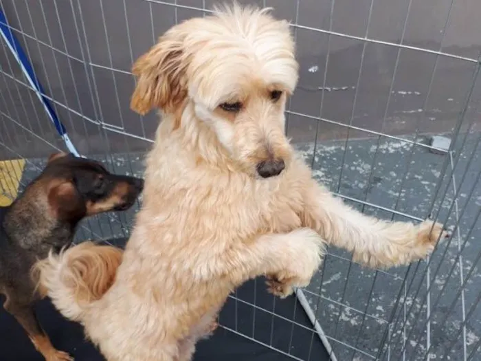 Cachorro ra a Poodle idade 3 anos nome Sheik