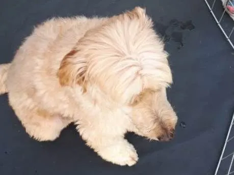 Cachorro ra a Poodle idade 3 anos nome Sheik