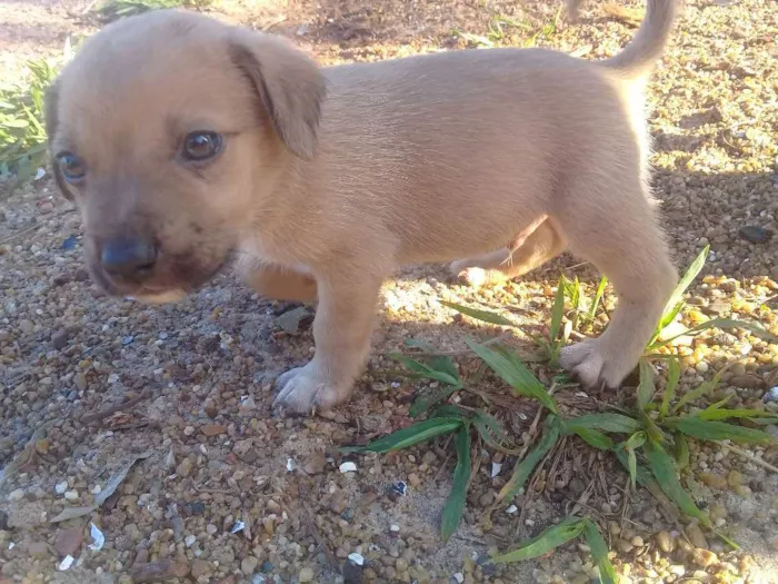 Cachorro ra a  idade 2 a 6 meses nome sem nome