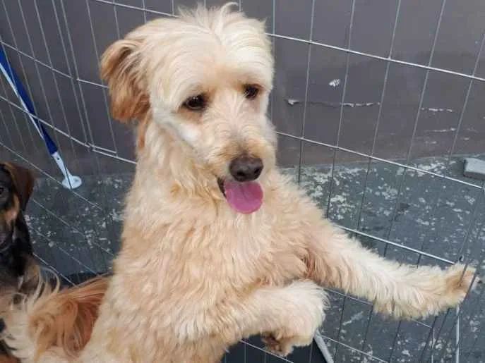 Cachorro ra a Poodle idade 3 anos nome Sheik